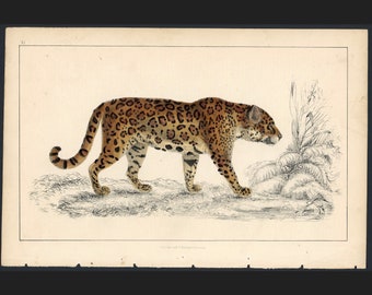 C. 1856 JAGUAR litografía grabado antiguo original Animal - Etsy España C. 1856 JAGUAR litografía grabado antiguo original Animal - Etsy España