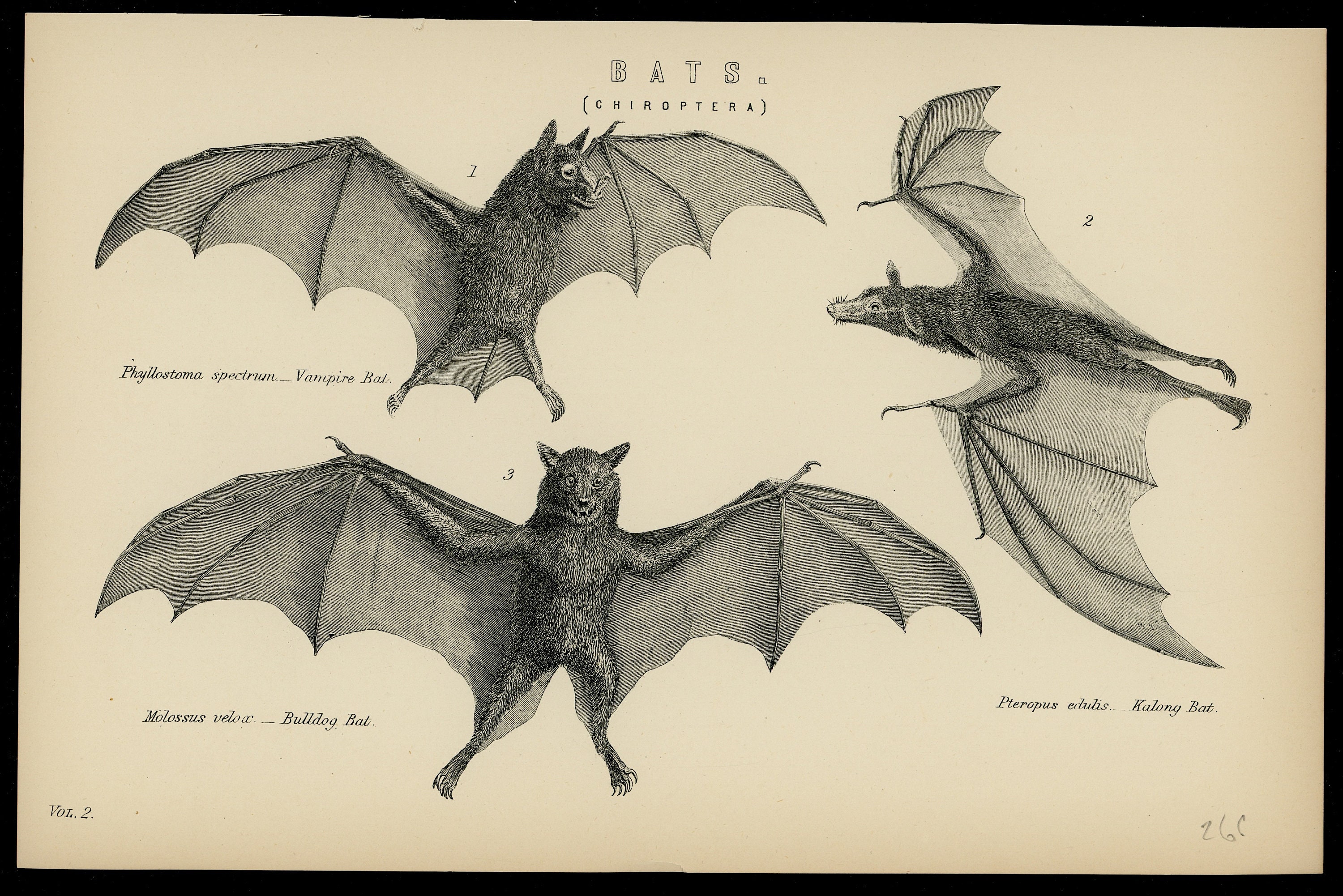 C. 1880 VAMPIRE & BULLDOG BATS gravure gravure ancienne originale Décor  dHalloween Chauves-souris Bulldog, Kalong et Vampire chéritoptères -   France