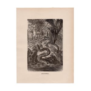 May include: A black and white illustration of an anaconda snake coiled around a tree branch in a jungle setting. The text "ANACONDA." is printed below the image.