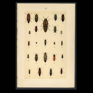 c. 1897 BEETLES lithograph • original antique print • insect print • bug print • entomology print • Coleoptera print