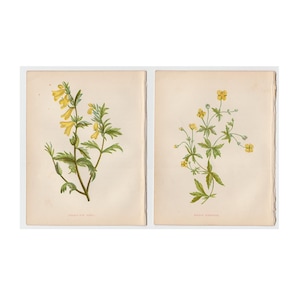 c. 1853 TINY YELLOW FLOWER prints • original antique prints • Anne Pratt botany print • botanical prints • 4.5 X 5.5&quot; • set of 2
