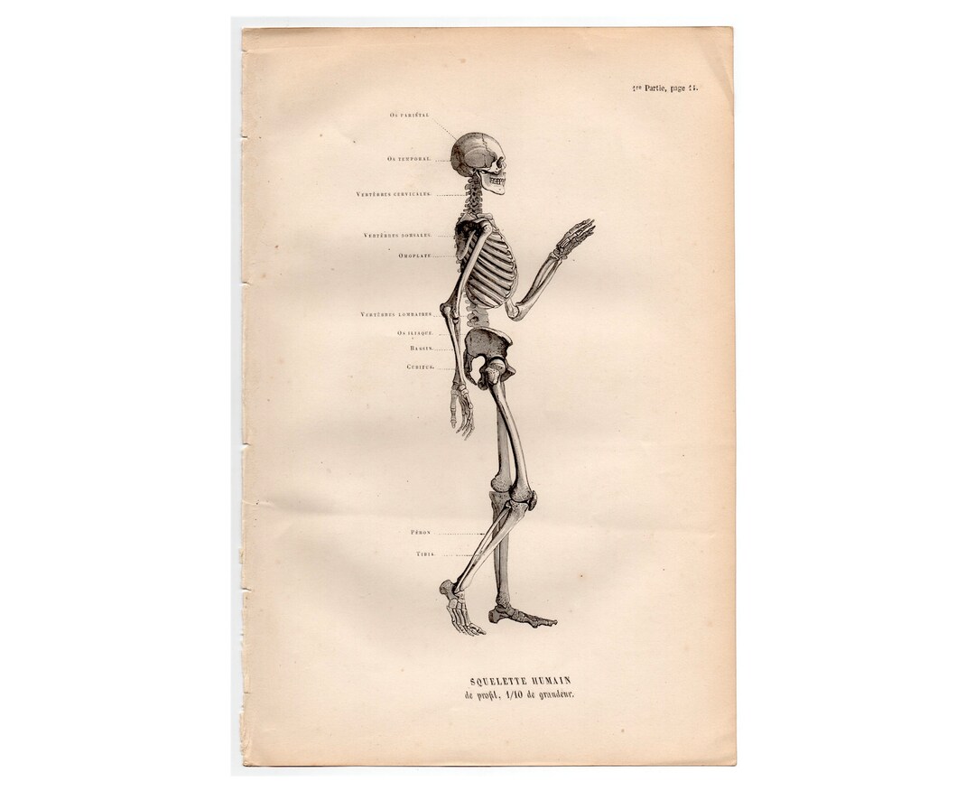 C. 1854 HUMAN SKELETON Lithograph • Original Antique Print • Human ...
