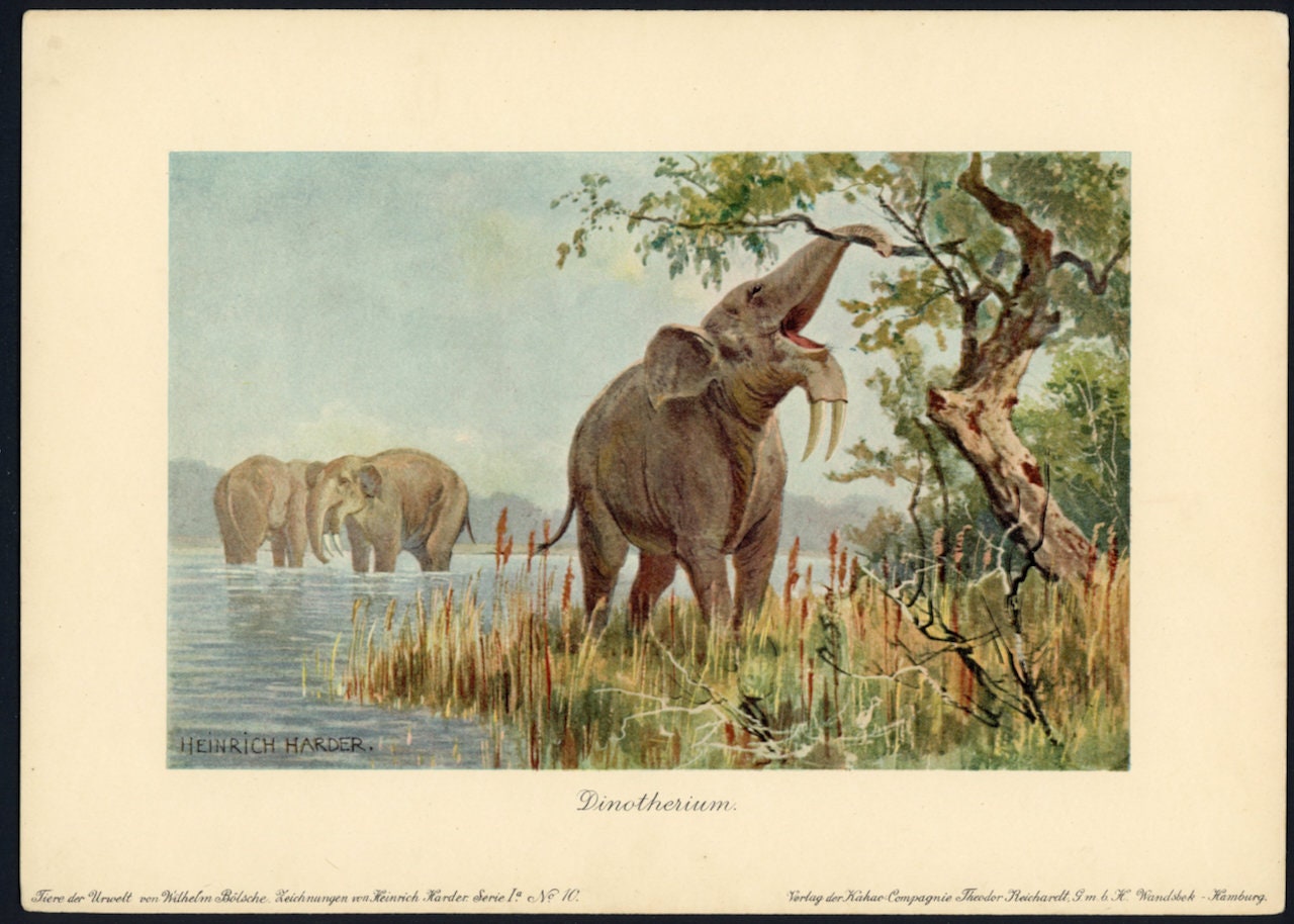 Prehistoric Large Known Elephant Jurassic Dinosaur Deinotherium