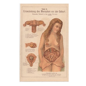 c. 1926 BABY DEVELOPMENT lithograph - original antique print • medical illustration - human fetus - pregnant woman - baby in womb - prenatal