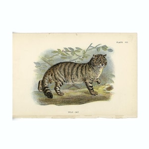 c. 1896 WILD CAT print - original antique print - Lloyd animal print - big cats print • wild animal print • Safari animal print