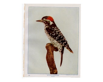 c. 1914 NUTTALL'S WOODPECKER lithograph • original antique print • woodpecker print • bird print • Audubon print • photolithograph