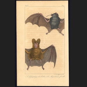 C. 1831 BATS engraving • original antique print • hand colored engraving • chiroptera print • Halloween decor • vampire print • plate 9