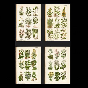 c. 1902 MEDICINAL PLANTS lithographs • set of 4 original antique prints • botanical prints • medicinal herbs • healing plants • botany print