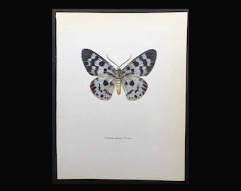 VINTAGE MOTH lithograph c. 1963 • gorgeous colorful vintage print • insect print • Lepidoptera print • butterflies & moths