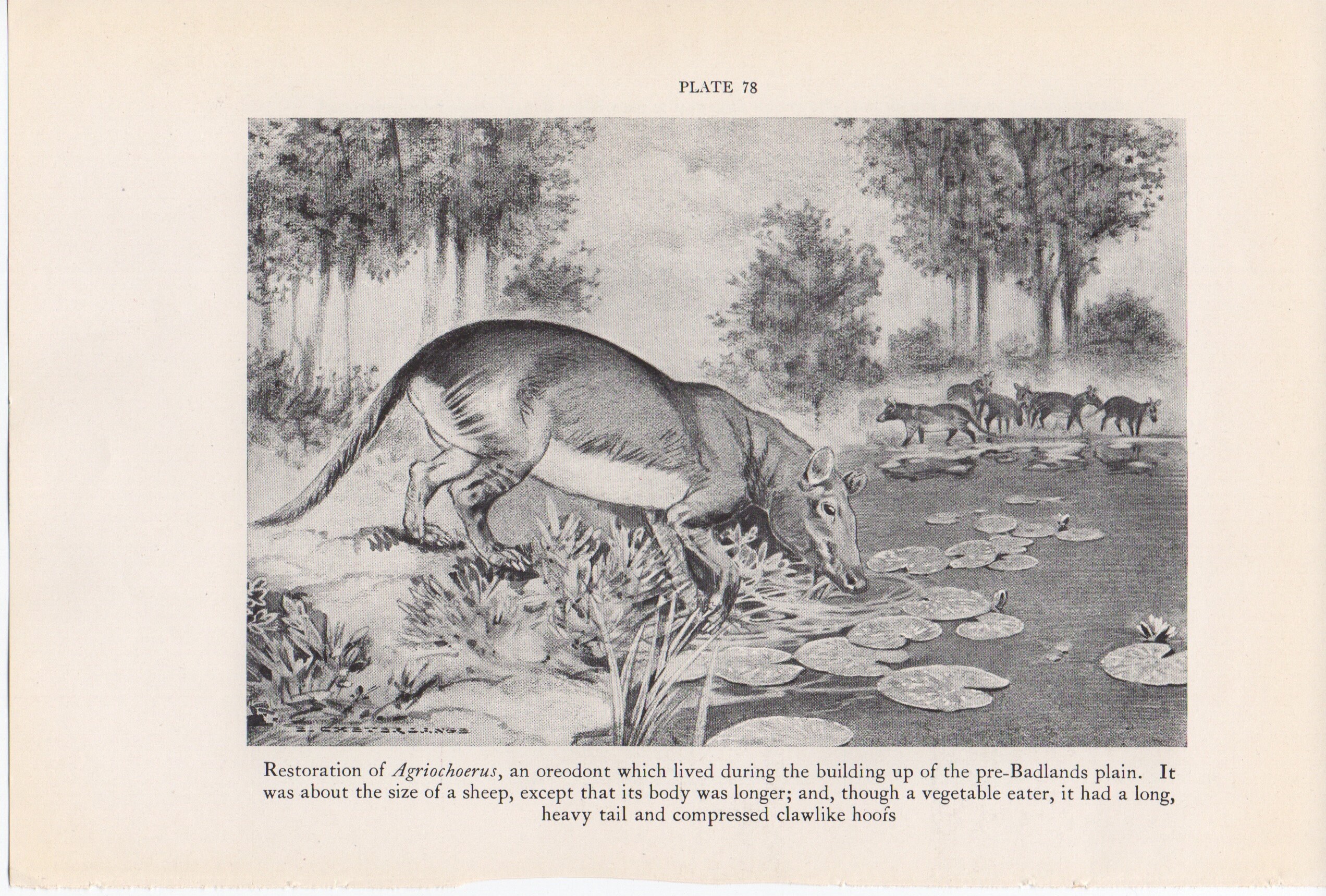 C. 1934 PREHISTORIC ANIMAL Lithograph - Agriochoerus Print