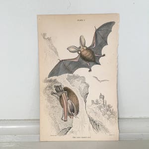 c. 1843 ANTIQUE BAT engraving - long eared bats - original antique print - Jardine animal print - Chiroptera print • hand colored engraving