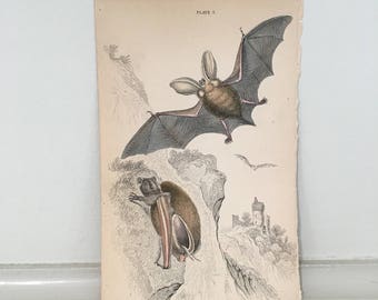 1843年頃のコウモリのアンティーク版画 - 耳の長いコウモリ - オリジナルのアンティーク版画 - ジャーディン動物版画 - コウモリの版画 • 手彩色版画