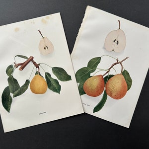 1921 年頃の PEAR リトグラフ • オリジナルアンティークプリント 2 枚セット • フルーツプリント • 植物プリント • 梨