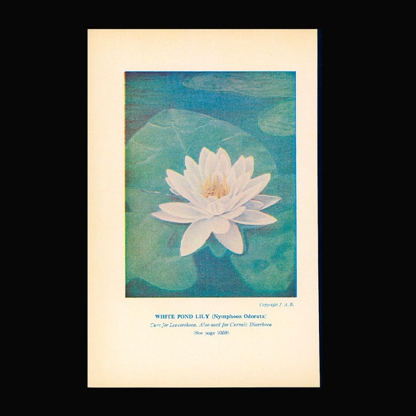H. 1926 WHITE POND LILY Lithographie • Original Kunstdruck • Wasserblume • Seerose • Wasserpflanze • Botanische Botanik