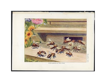 c. 1907 BEE KEEPING lithograph • original antique print • honey & beeswax • apian print • bee hive • pollen gathers at the hive