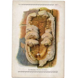 c. 1921 - FUNGUS LITHOGRAPH - original antique print - toadstool mycology bolete mushroom - Serpula or merulius lacrimans -dry rot fungus