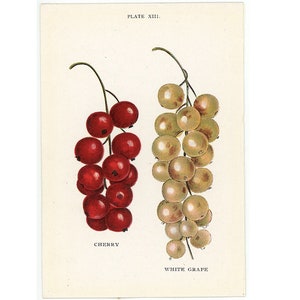 c. 1899 RED & WHITE CURRANTS lithograph • original antique print • berry print • berries print • currant print • fruit print • kitchen decor