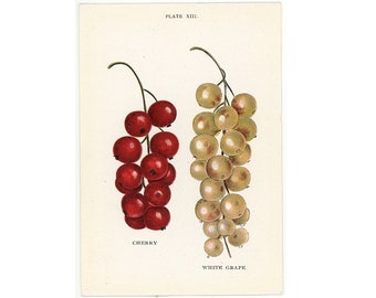 c. 1899 RED & WHITE CURRANTS lithograph • original antique print • berry print • berries print • currant print • fruit print • kitchen decor