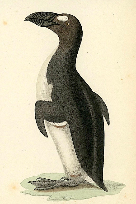 アンティーク　プリント　フレーム　GREAT  AUK Great Auk Bird Engraving 1853-1891. Art Prints, Posters
