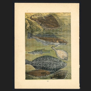 MINUSCOLI! c. 1882 Stampa FISH • stampa antica originale • scena animale • miniatura Buffon • stampa pesce • skate - merluzzo - passera • passera • passera