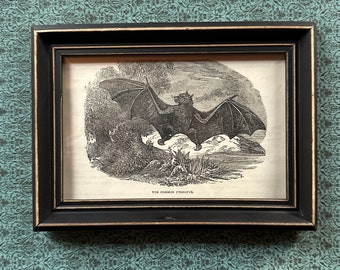 framed c. 1894 FLYING FOX BAT engraving • original antique print • small framed print • chauve souris print • Halloween decor • vampire •