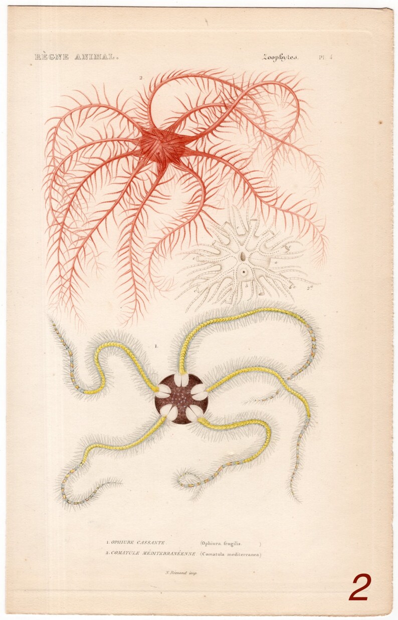 original antique sea life ocean marine animal print sea star engraving ophiura fragilis /& comatula mediterranen 1836 STARFISH PRiNT