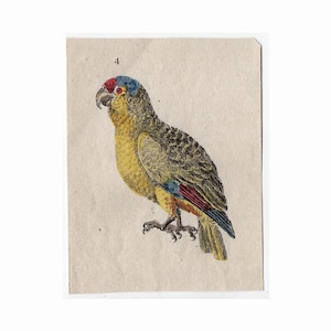 c. 1785 PARROT engraving •  original antique print • ornithology print - hand colored - parrot print • psittacines print • tiny bird print