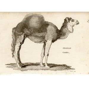 c. 1801 CAMEL engraving • original antique print • antique animal print • Arabian camel print • dromedary print