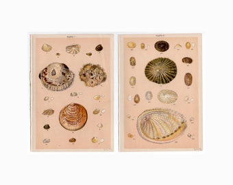 ok. 1901 ANTYCZNE MUSZLE MORSKIE wydruki • zestaw 2 oryginalnych antycznych wydruków • wydruk muszli morskich • wydruk przeszukiwania plaży • sztuka plażowa • muszle mięczaków