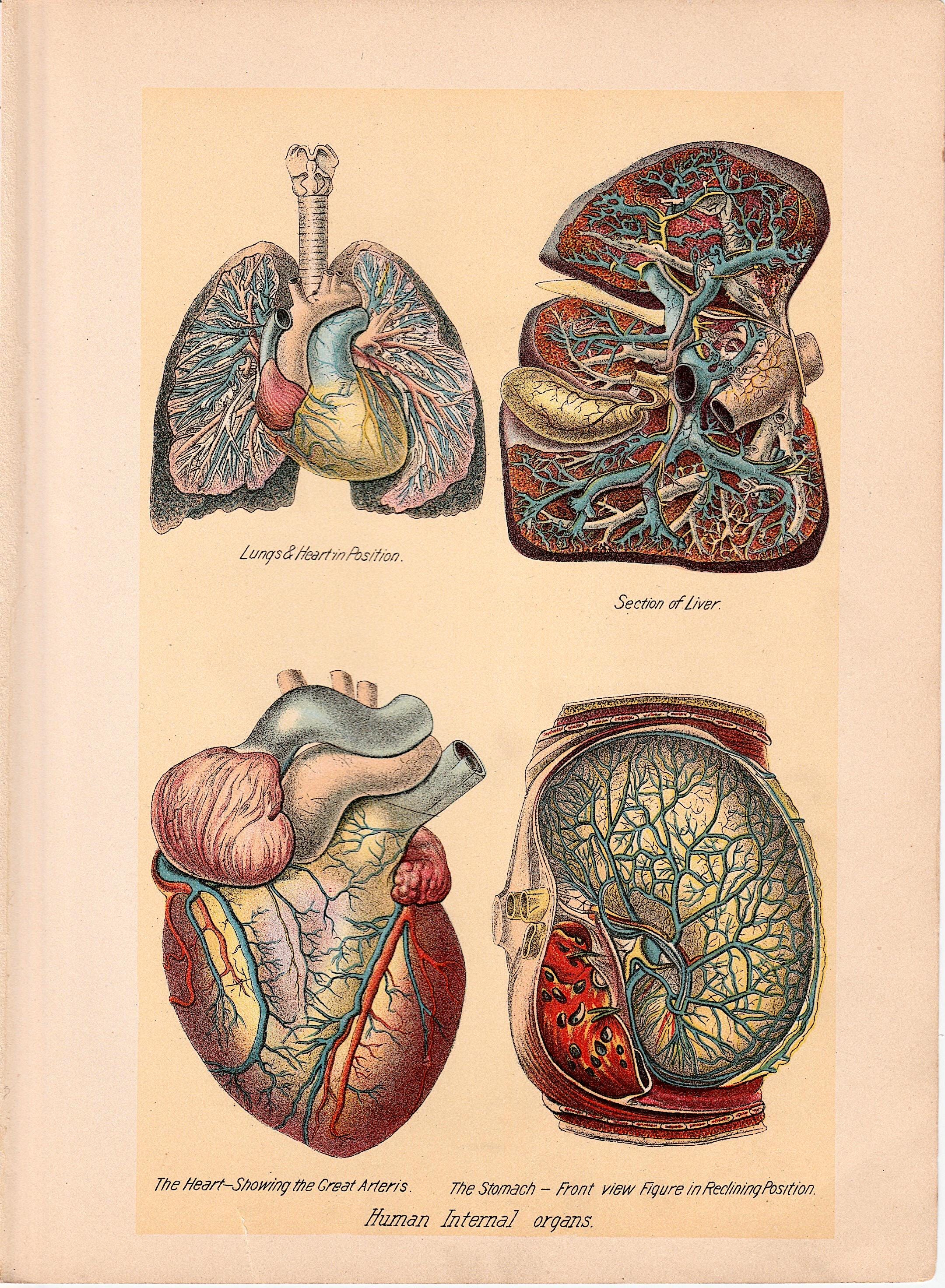 INTERNAL ORGANS Print C. 1901 • Original Antique Print • Human Anatomy ...
