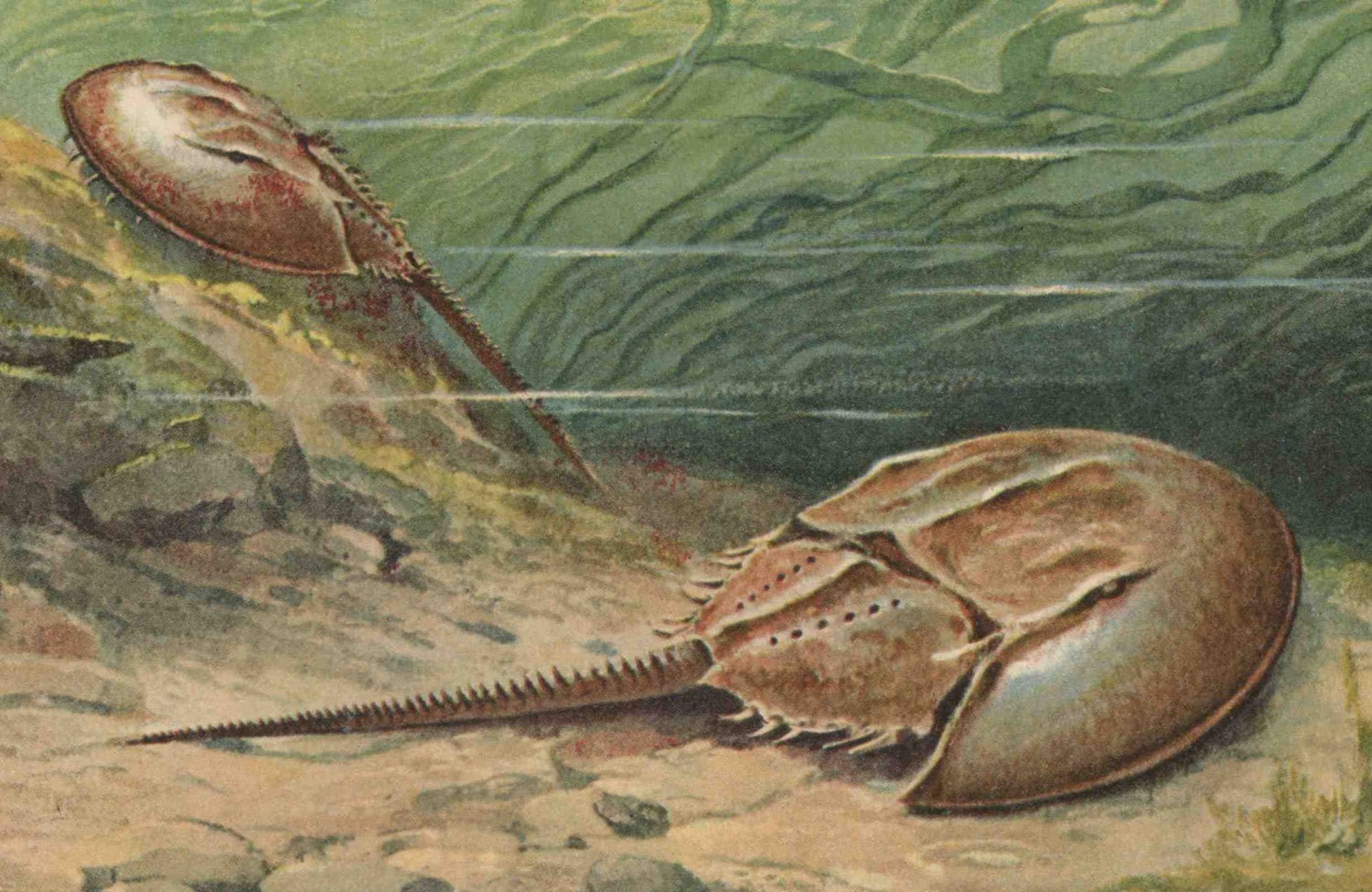 c. 1902 HORSESHOE CRAB print rare horseshoe crab rare Etsy