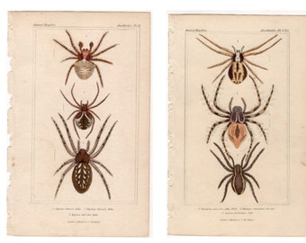 antique prints c. 1837 SPIDERS prints - original antique arachnid prints - spider prints - Arachnophobia print - set of 2 prints