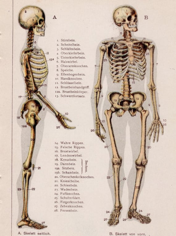 Skelettsystem: Anatomie, Knochen und Funktion