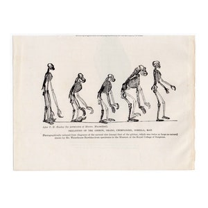 c. 1922 COMPARATIVE SKELETONS lithograph • original vintage print • anatomy print • primate anatomy • skeleton print ,. Halloween decor