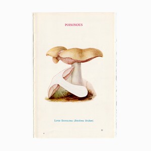 c. 1934 POISONOUS MUSHROOM lithograph • original vintage print • poisonous toadstool • fungus print • mushroom print • livid entoloma