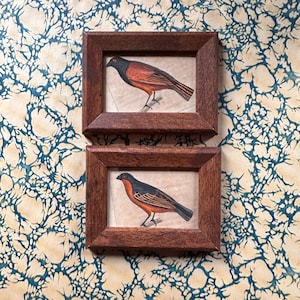 RED BIRDS framed engravings c. 1837 • original antique print • hand colored antique bird print • ready to display • set of 2 tiny!