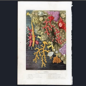 C. 1865 CORALS lithograph • original antique print • marine coelenterates print • coral reef print • marine invertebrates print