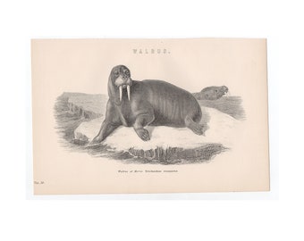 c. 1880 WALRUS engraving • original antique print • marine mammal print • sea life print • Arctic animal print • the Morse print