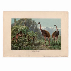 C. 1902 Litografía GIGANTE DE AVES MOA • impresión antigua original • dinosaurio • reptil fósil • animales prehistóricos • por Harder • animal extinto