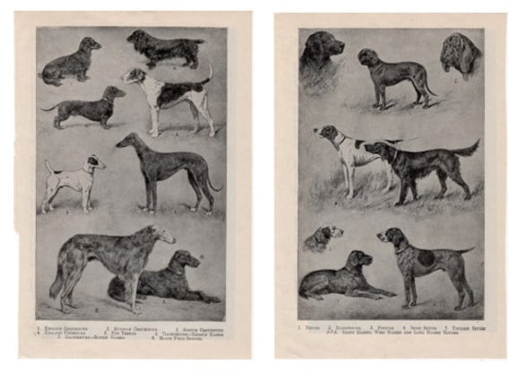 BLACK PUG OLD VINTAGE 1934 DOG PRINT PAGE