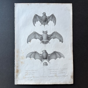 C. 1824 BATS lithograph • original antique print • chiroptera print • pipestrello • bat print • vampire print • chauve souris • roussette