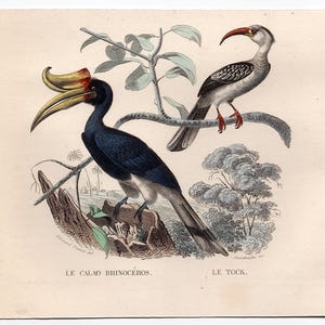 HORNBILLS print c.1858 • original antique print • hand colored engraving • exotic birds print • bird print from Buffon • tropical bird