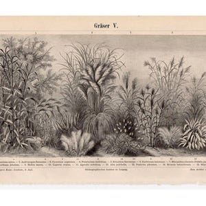 c. 1894 GRASSES BOTANICAL PLANT litografía - impresión antigua original - botánica - plantas árboles flores semillas deja hierba
