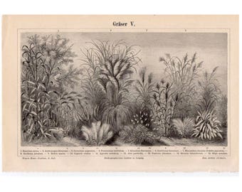 c. 1894 GRASSES BOTANICAL PLANT lithograph - original antique print -  botany - plants trees flowers seeds leaves grass weeds