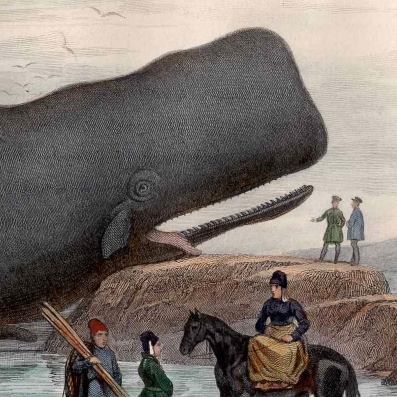 May include: A black and white illustration of a sperm whale beached on a rocky shore. Three people are standing on the shore, and a woman is riding a horse.