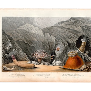 c. 1860 SEA ANEMONES lithograph • original antique print • gorgeous colored marine life print • sedentary marine coelenterate • Anthozoa