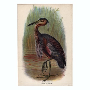 C. 1896 LILA REIHER Lithographie • Original antik Druck • Vogel • Ornithologie Druck • Watvogel • Küstenvogel • Lloyd es birds of usa