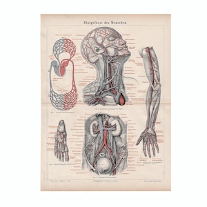 c. 1875 BLOOD VESSELS lithograph - original antique print • human anatomy print - blood circulatrion • circulatory system • veins & arteries