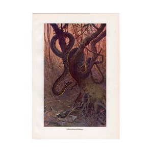 c. 1900 GOLDEN TREE SNAKE lithograph - original antique print - reptile animal with scales - golden tree snake