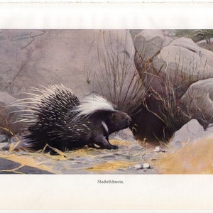 c. 1900 PORCUPINE lithograph • original antique print • rodent print • Hystricidae print • North American animal •